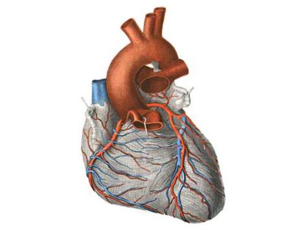 Артерии и вены сердца