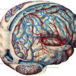 вены головно мозга