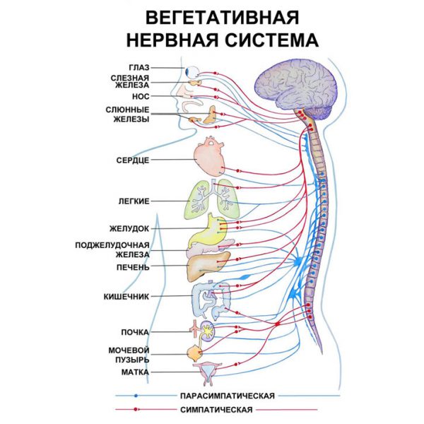 Вегетативная нервная система