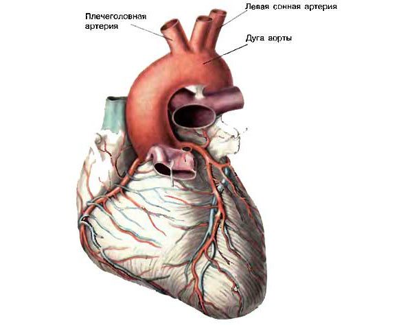 Строение дуги аорты сердца
