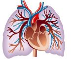 артерии и вены сердечно-сосудистой системы