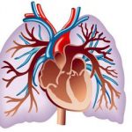 артерии и вены сердечно-сосудистой системы