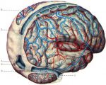 вены головно мозга